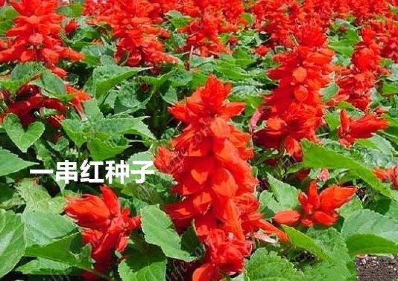 一串红种子