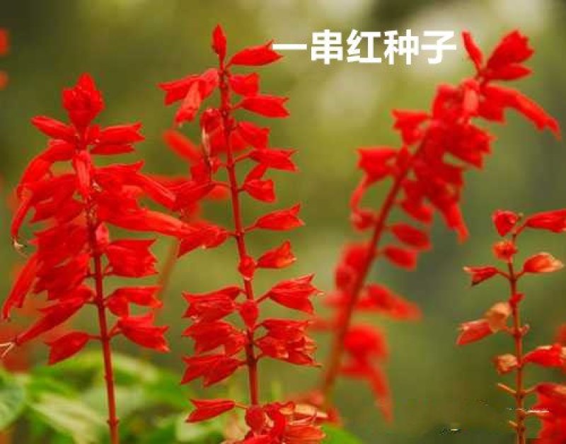 一串红种子