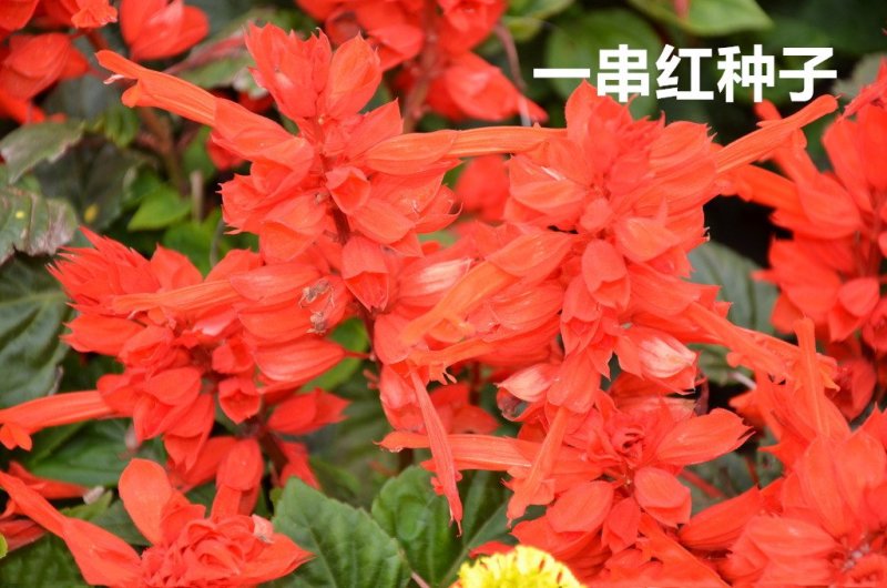 一串红种子