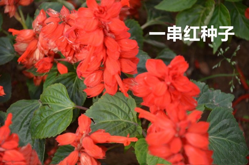 一串红种子