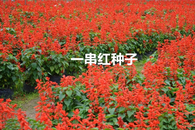 一串红种子
