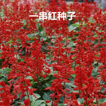 一串红种子