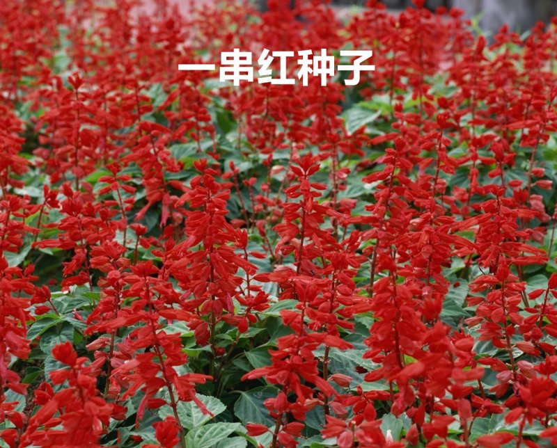 一串红种子