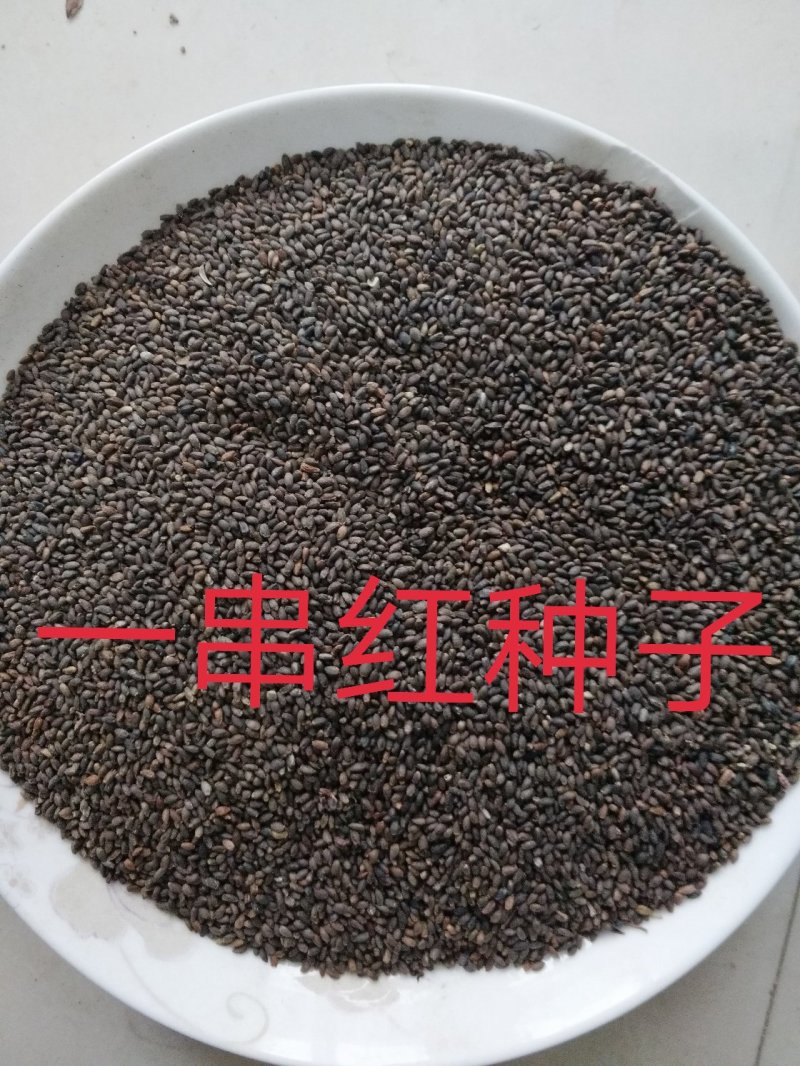 一串红种子