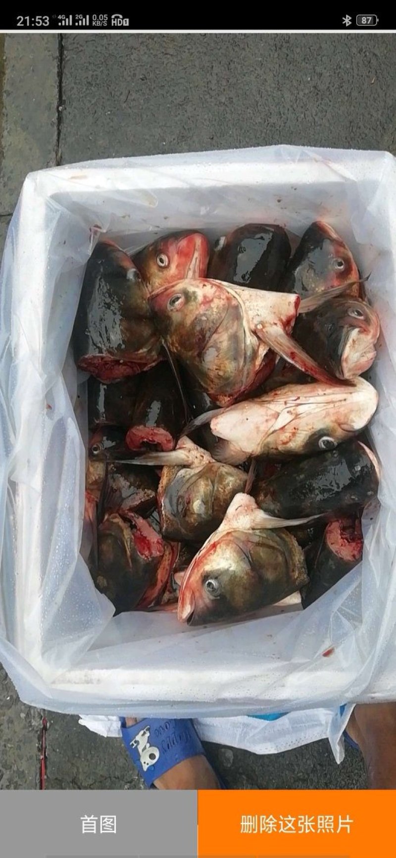 白鲢。花鲢，