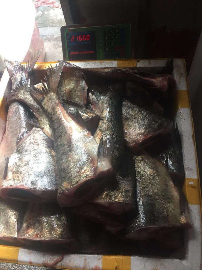 白鲢。花鲢，