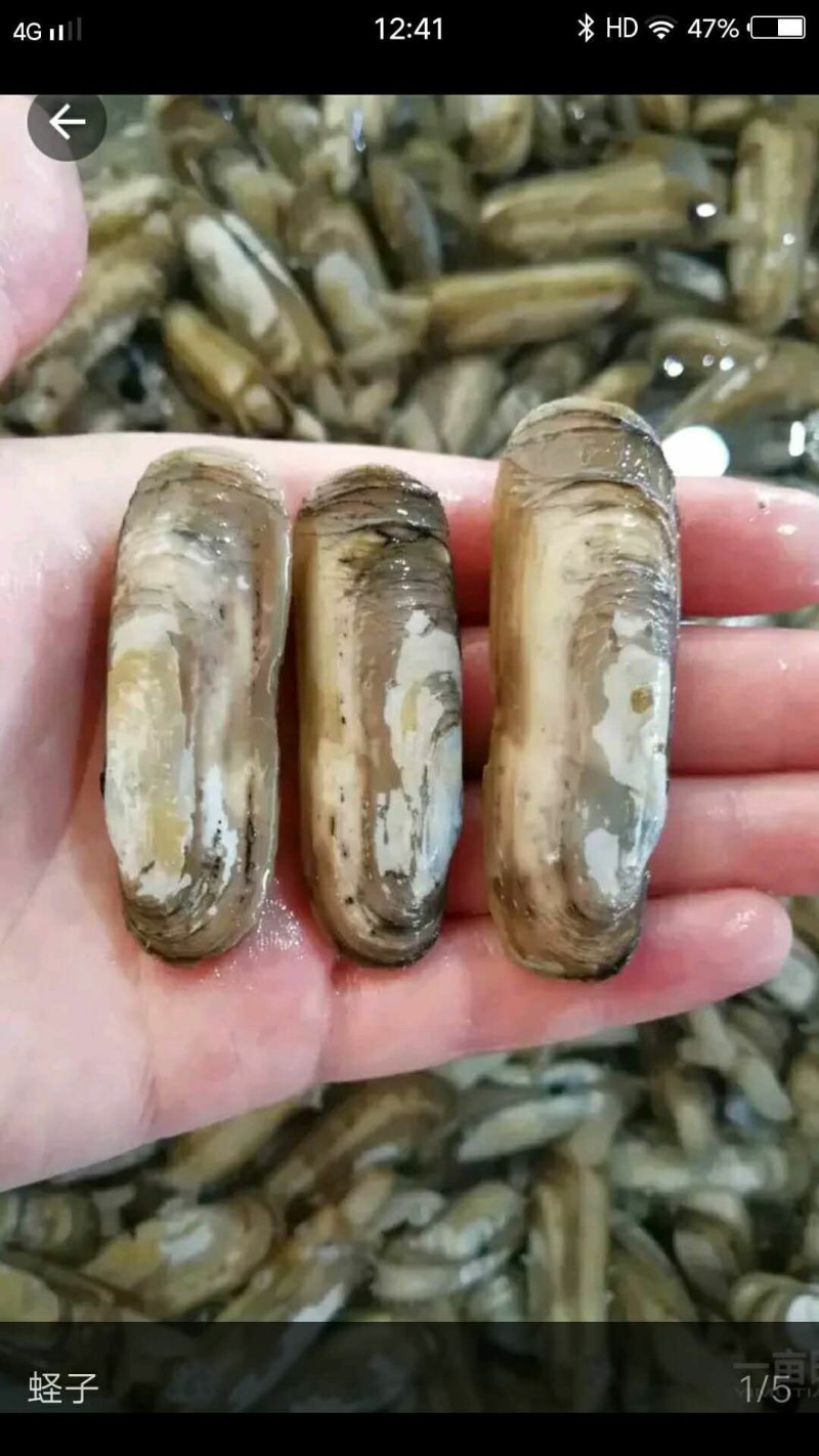 海蛏