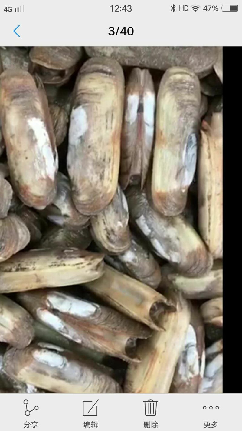 海蛏
