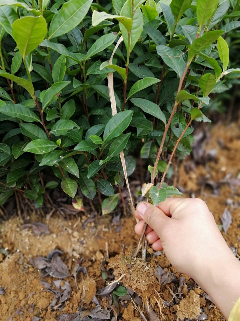 大量出售福选9号茶苗福鼎大白茶等各品种茶苗