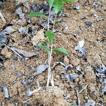 大量出售福选9号茶苗福鼎大白茶等各品种茶苗
