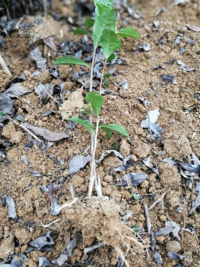 大量出售福选9号茶苗福鼎大白茶等各品种茶苗