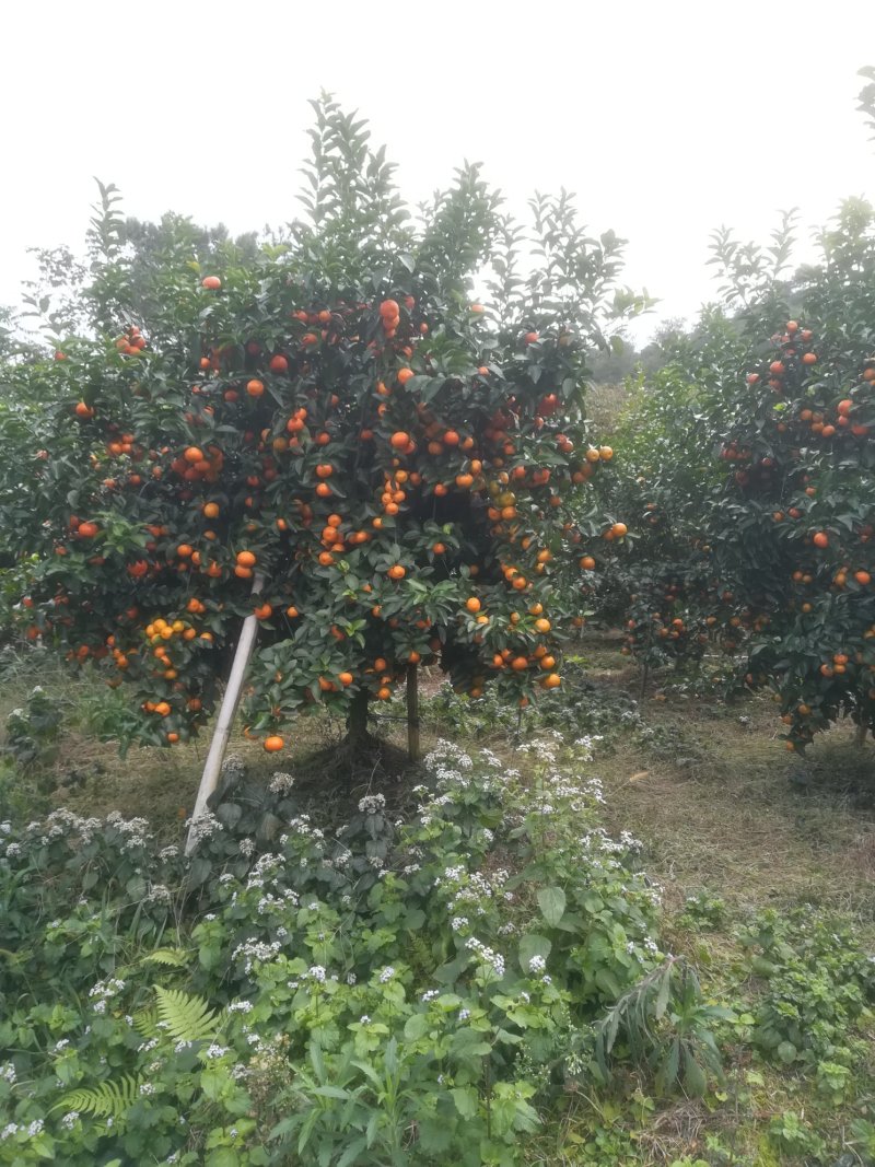 山地靓果，着色好甜度够