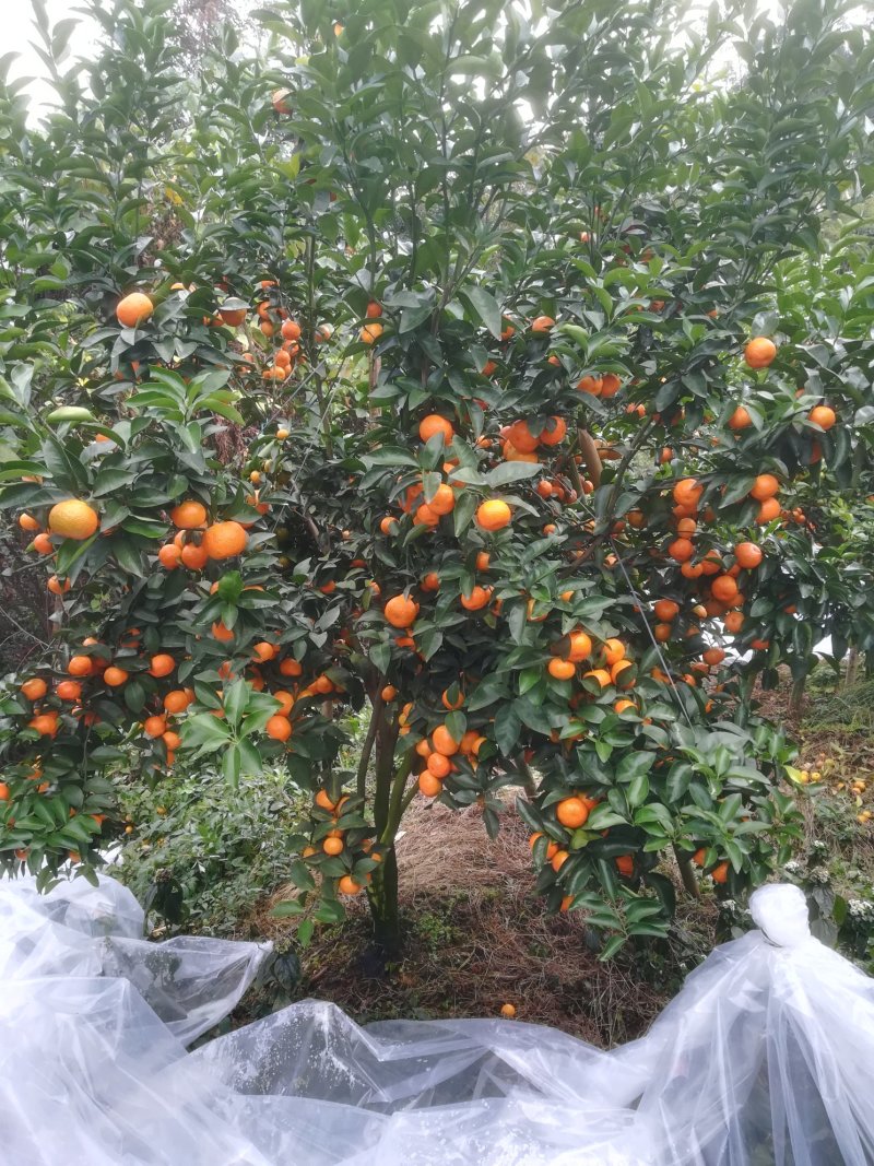 山地靓果，着色好甜度够