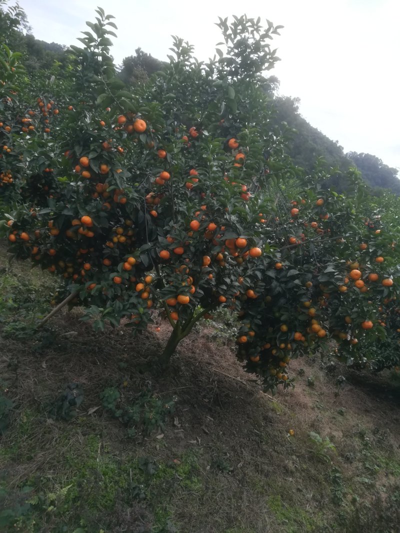 山地靓果，着色好甜度够