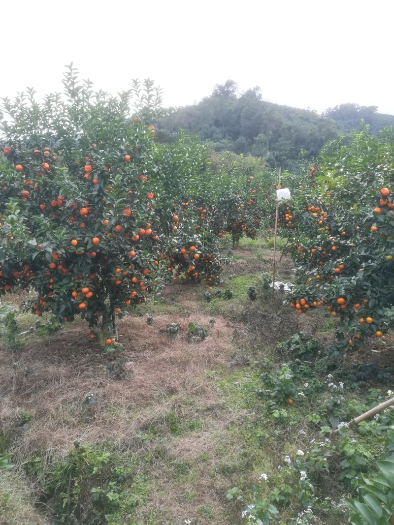 山地靓果，着色好甜度够