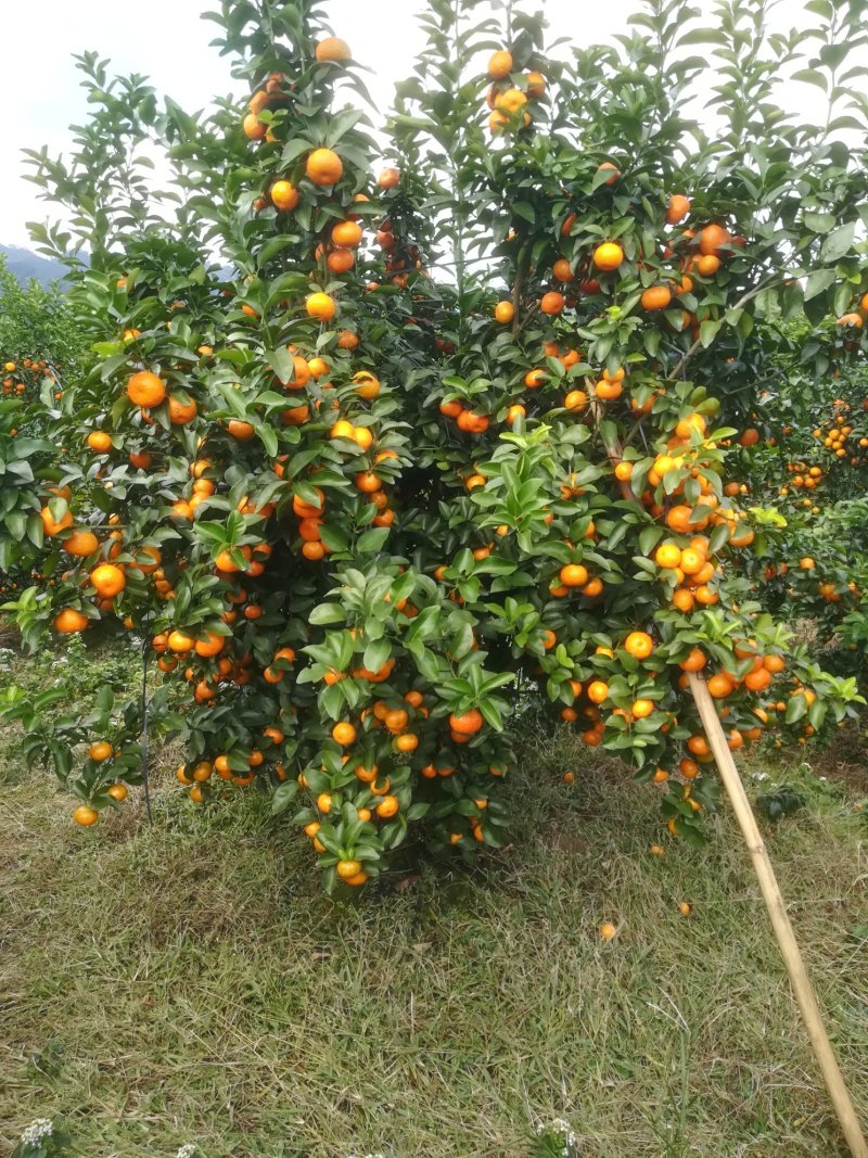 山地靓果，着色好甜度够