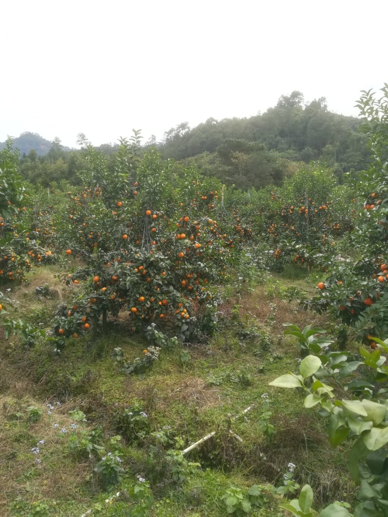 山地靓果，着色好甜度够