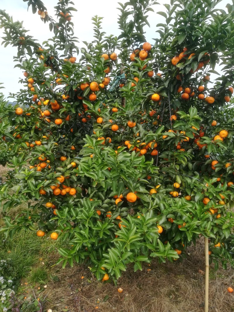 山地靓果，着色好甜度够