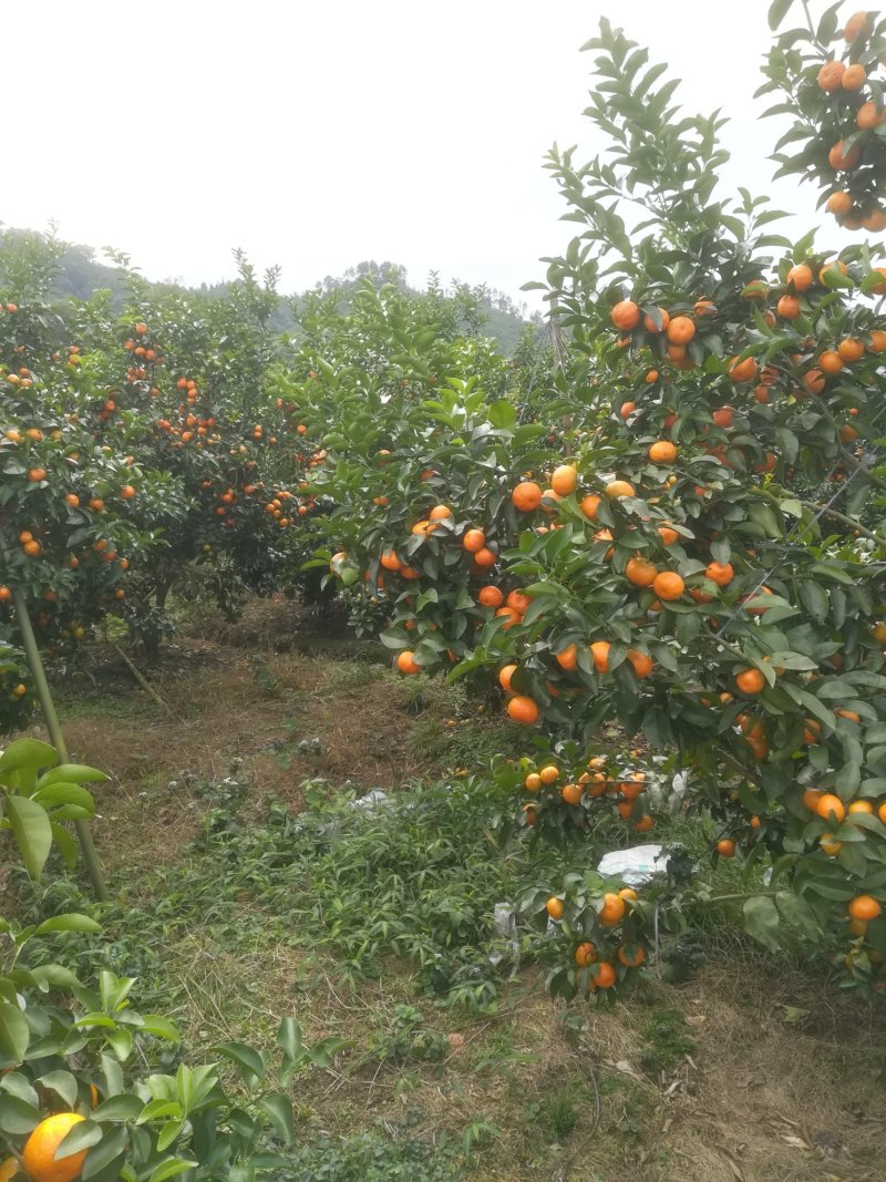 山地靓果，着色好甜度够