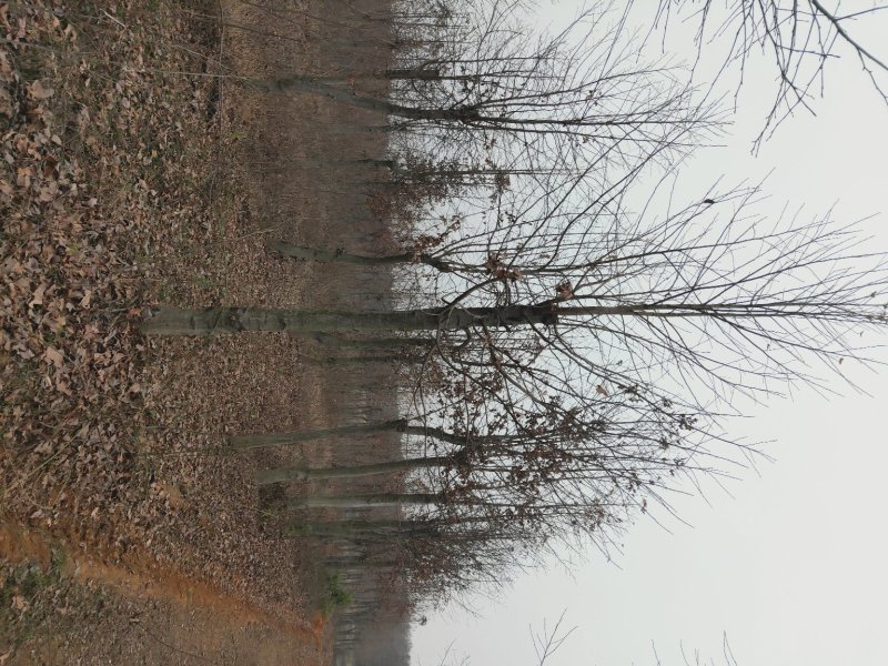 枫香