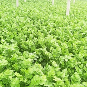 温室芹菜以大量上市量大质优
