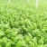 温室芹菜以大量上市量大质优