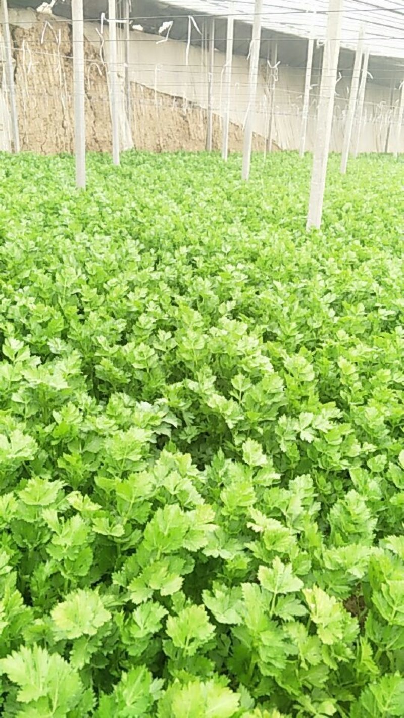 温室芹菜以大量上市量大质优