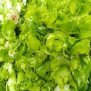 儿菜