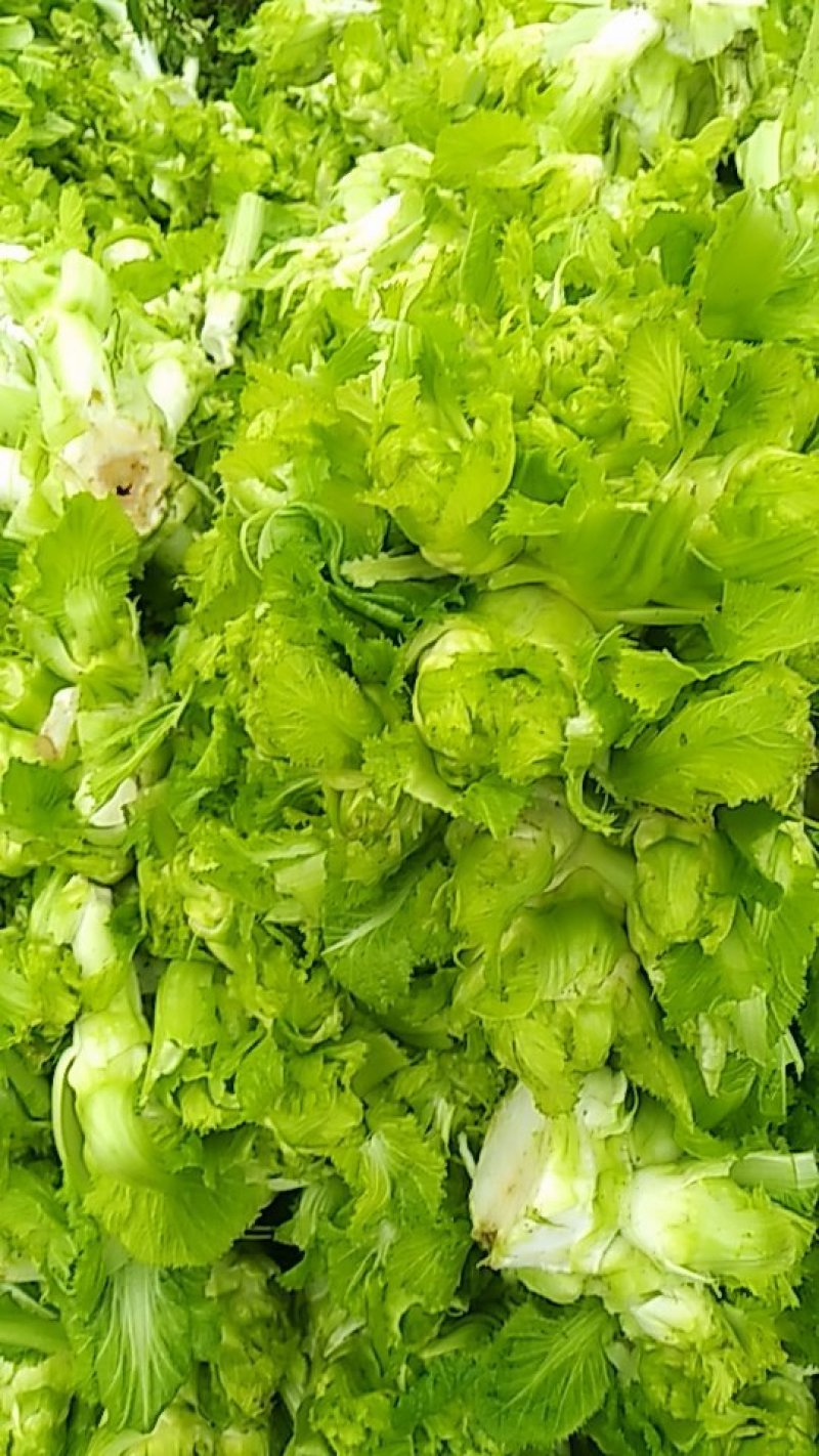 儿菜