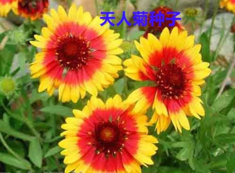 天人菊种子净籽花海种子