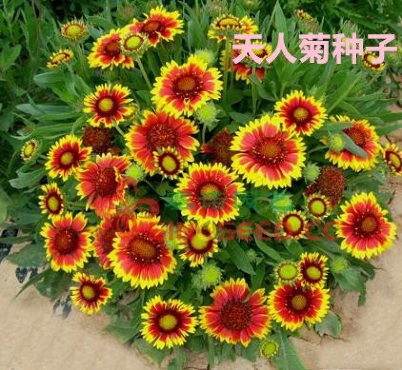 天人菊种子净籽花海种子