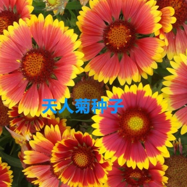 天人菊种子净籽花海种子