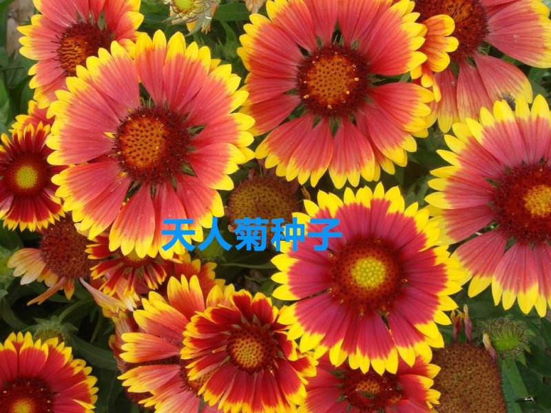 天人菊种子净籽花海种子