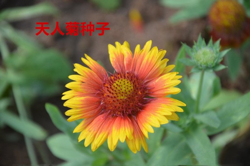 天人菊种子净籽花海种子