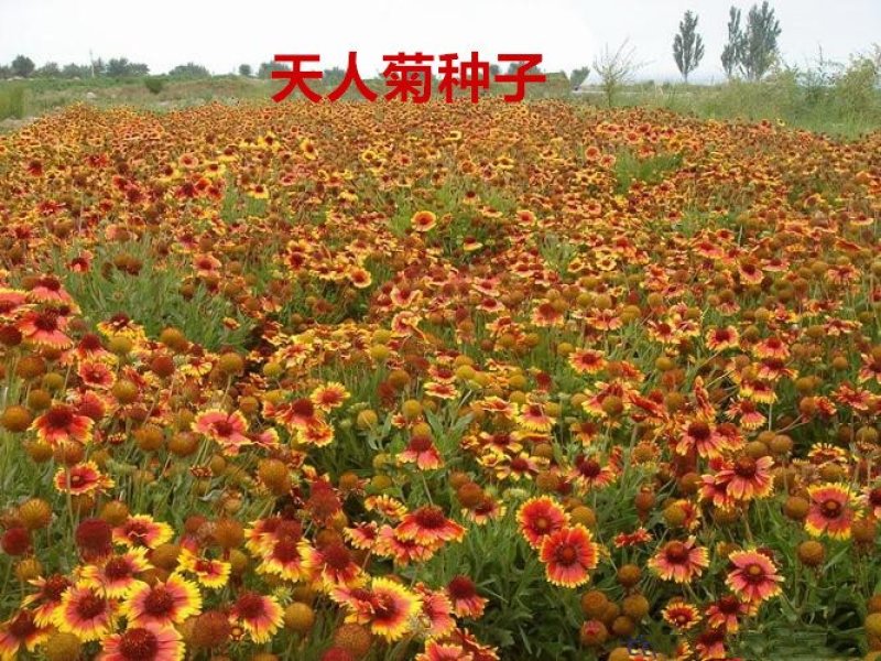 天人菊种子净籽花海种子