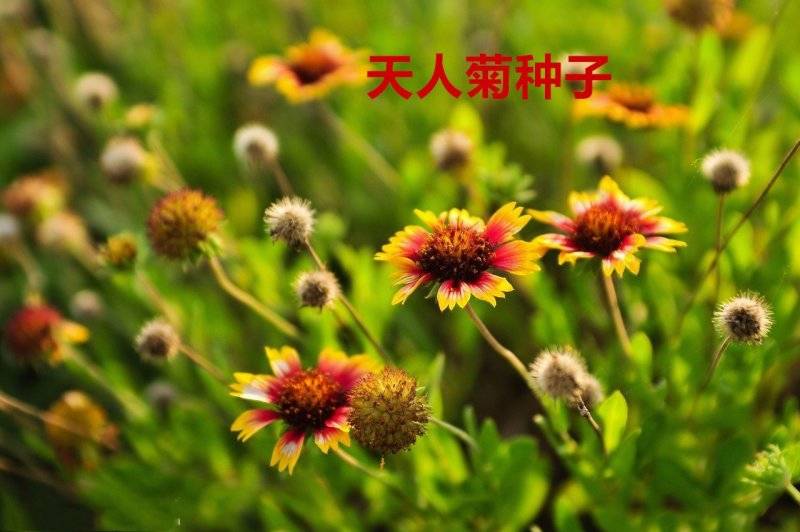 天人菊种子净籽花海种子