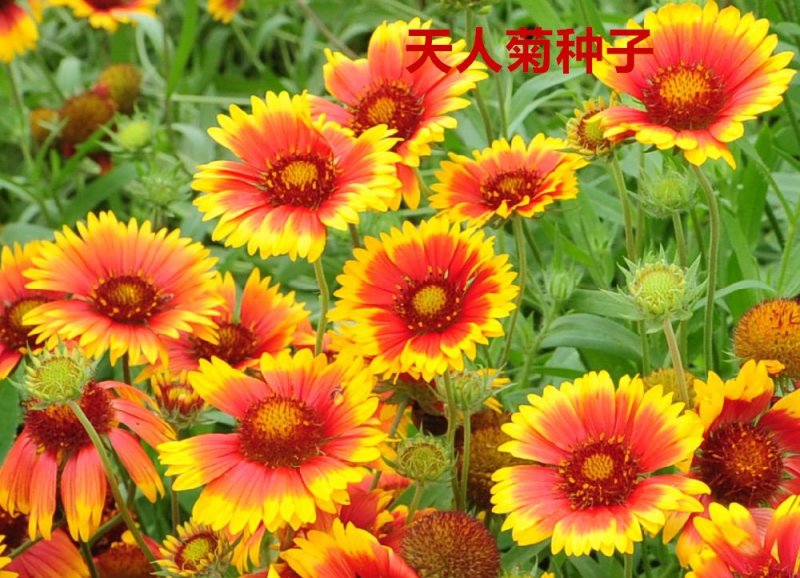 天人菊种子净籽花海种子