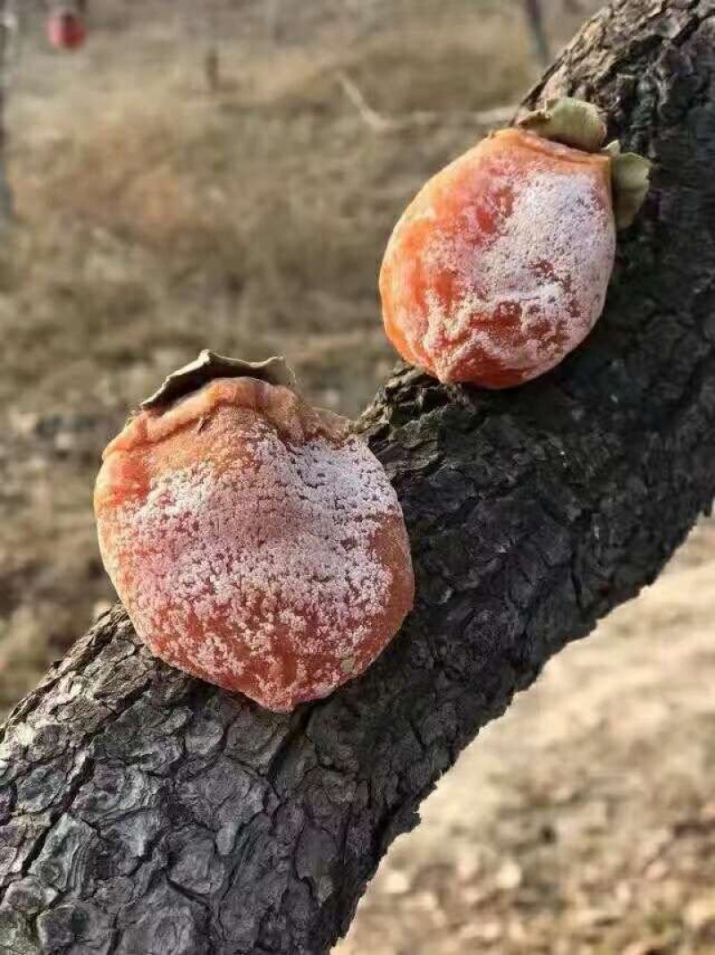 柿饼