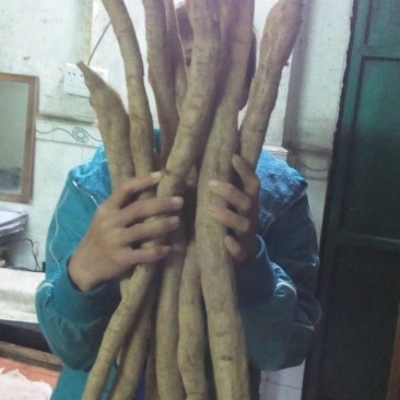 少量野生牛大力暑出售