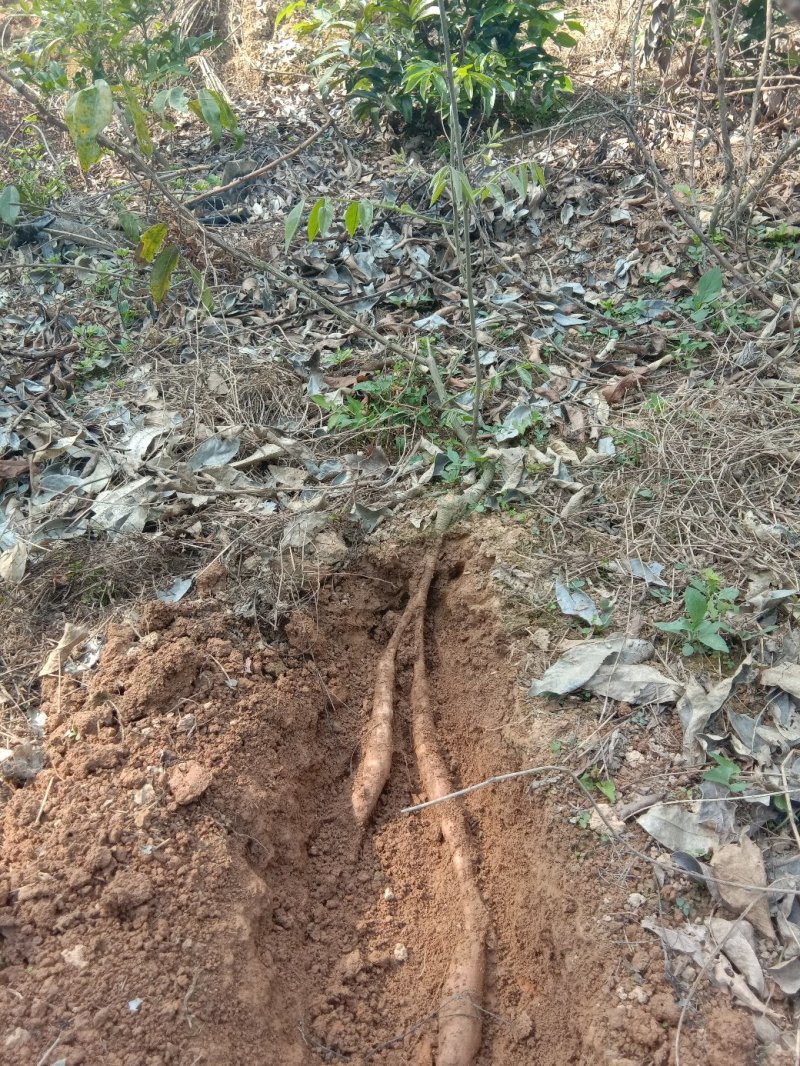 少量野生牛大力暑出售