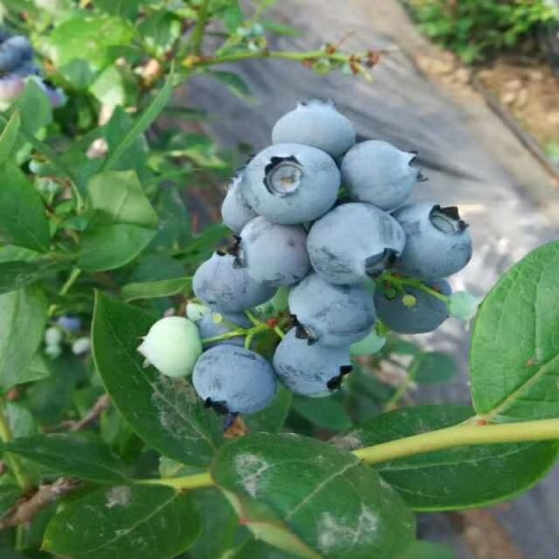 蓝莓苗蓝莓树苗基地直销品种保障保证成活长期售后