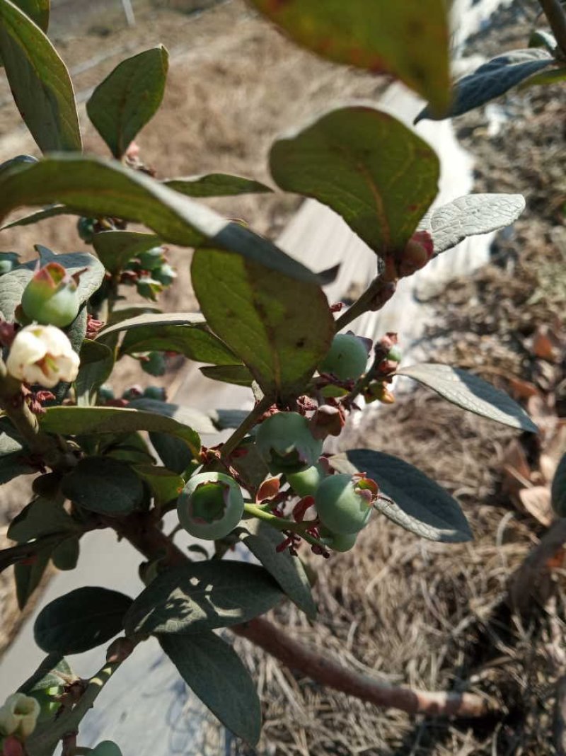 蓝莓苗地载苗