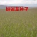 披碱草种子