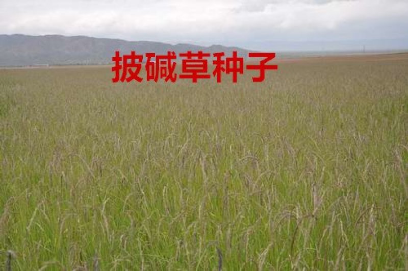 披碱草种子