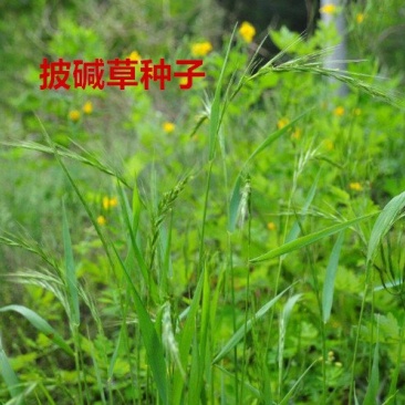 披碱草种子
