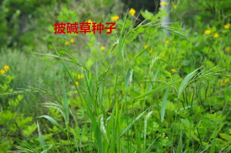 披碱草种子
