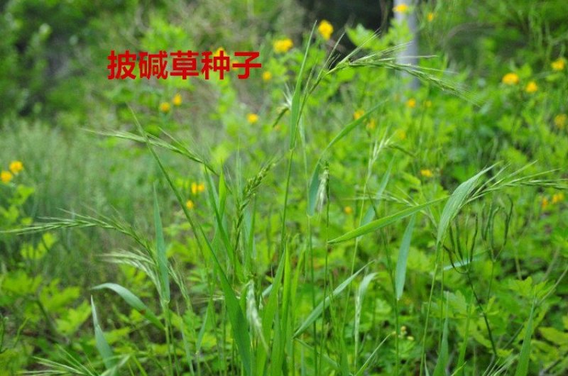 披碱草种子