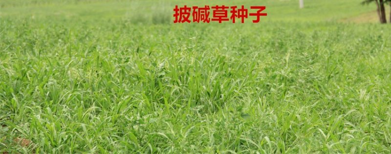 披碱草种子