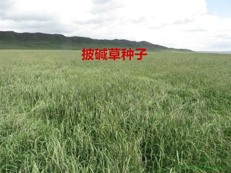 披碱草种子