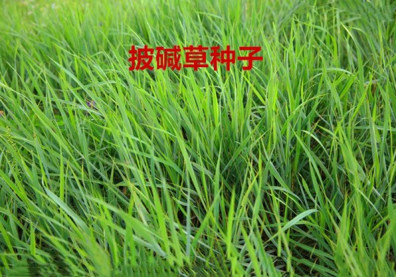 披碱草种子